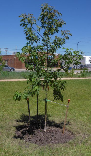 Memorial donations make way to plant trees on park anniversary